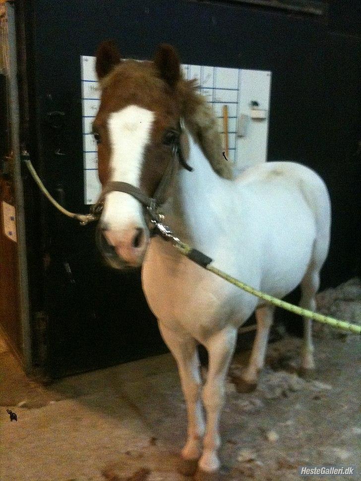 Anden særlig race Tarzan billede 9