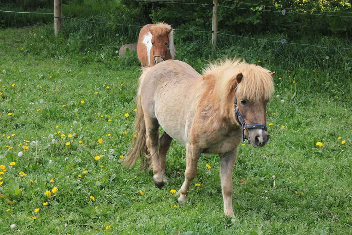 Shetlænder Aastrupgaards August - ponys skal ind fra græs maj 2012 billede 8