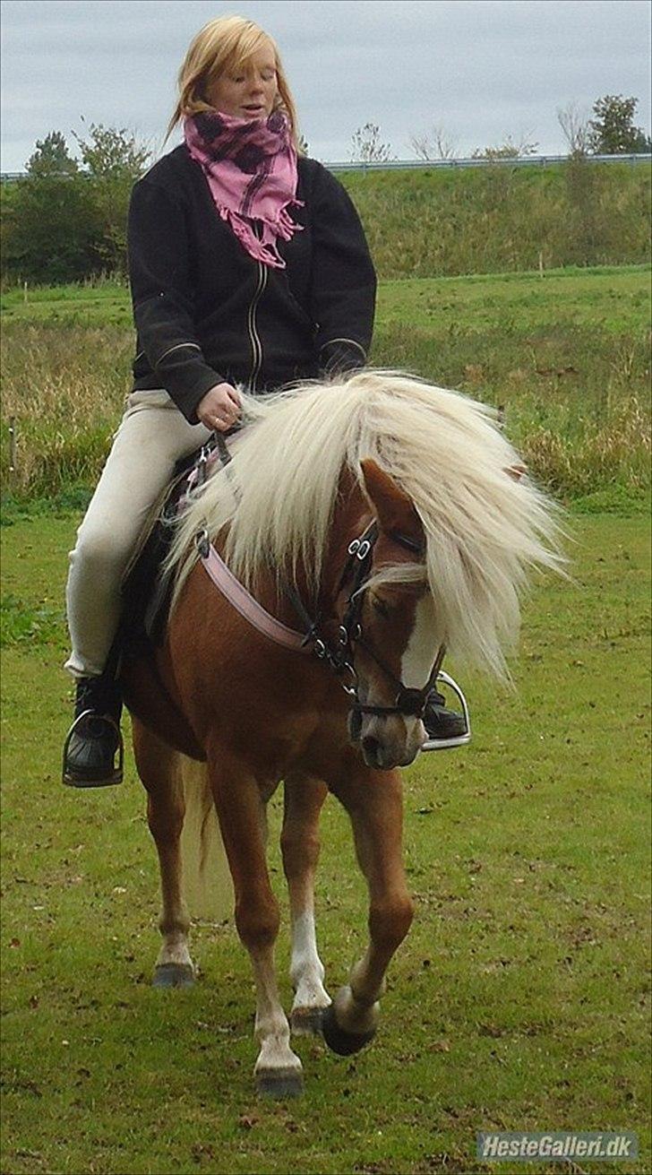 Anden særlig race Kimmi - Kimmis flotte løvemanke! ;) billede 7