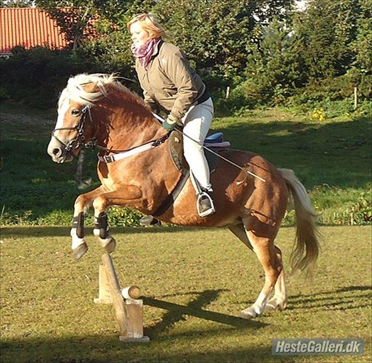 Anden særlig race Kimmi - En af de første gange hun sprang ;) billede 6