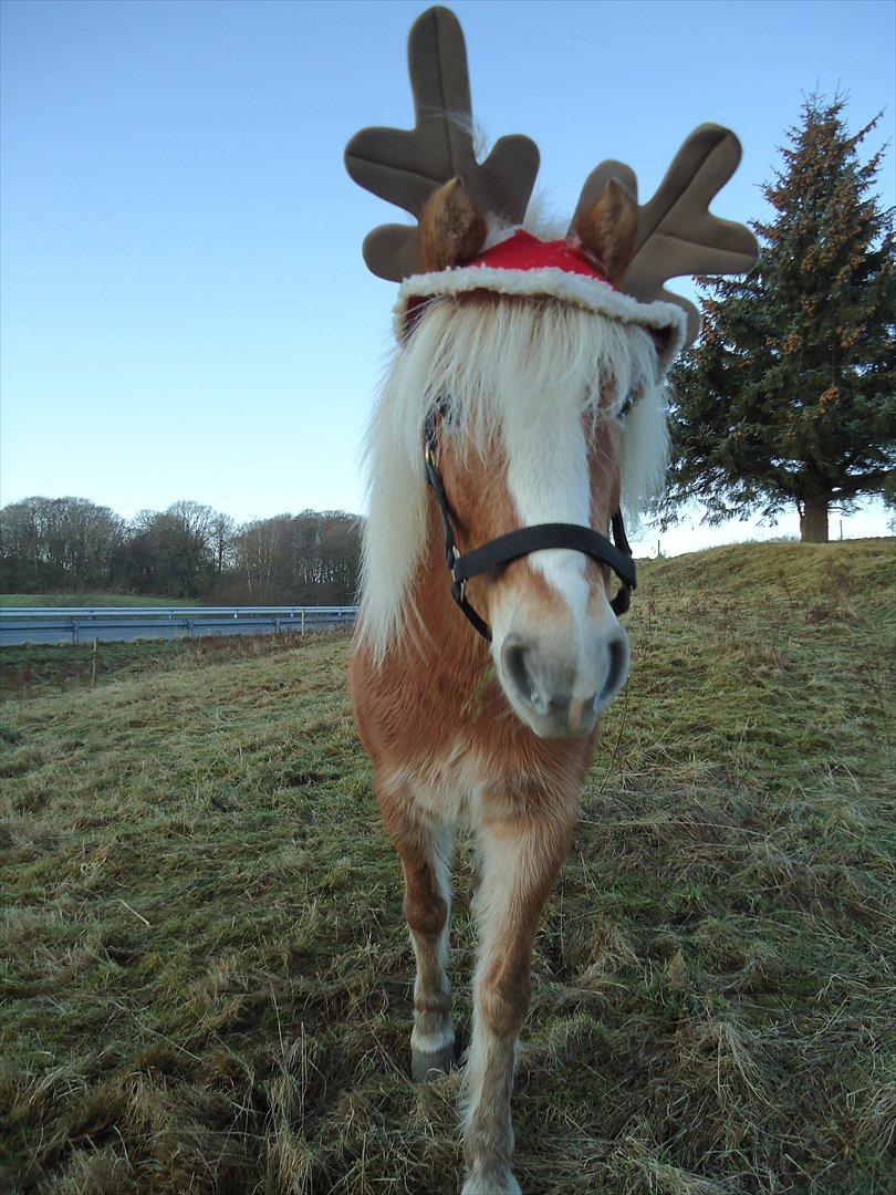 Anden særlig race Kimmi - Juletradition! - Rensdyret Kimmi.. <´33 billede 5