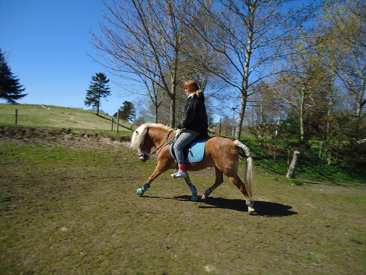 Anden særlig race Kimmi - Kimmis ridetime.. billede 8