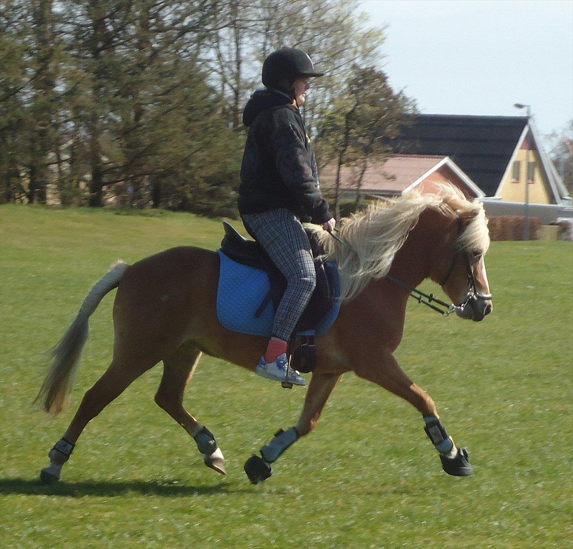 Anden særlig race Kimmi - Udflugt til sportspladsen ;) billede 9