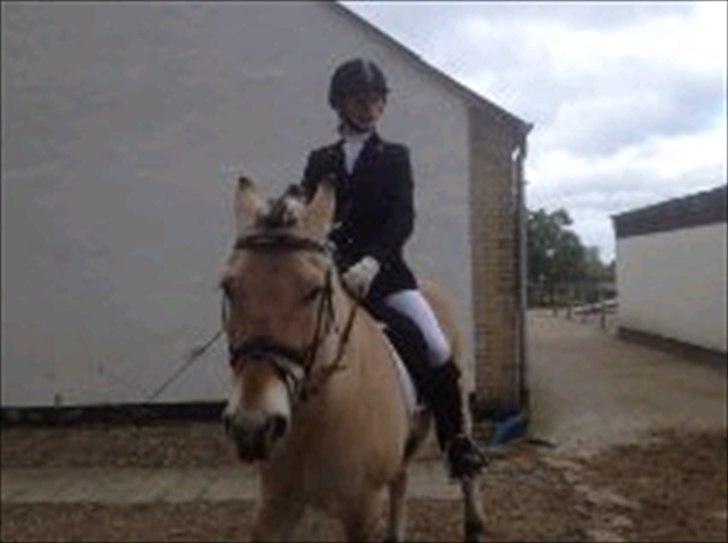 Fjordhest [Måffe] James <3 *basse* [tidl. hest] billede 14