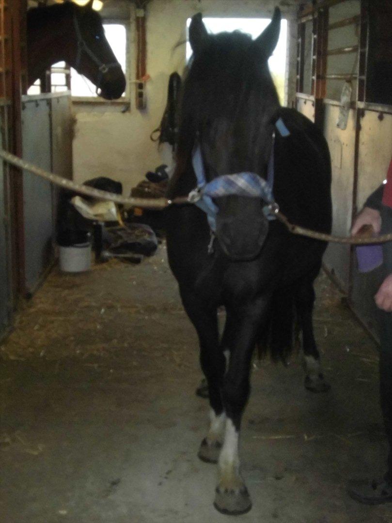 Islænder Bakkebo´s Ronja Røverdatter RIP?? billede 10