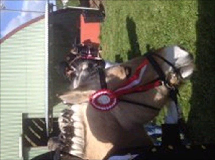 Fjordhest [Måffe] James <3 *basse* [tidl. hest] - Vi vandt. jubiii<3<3 billede 15