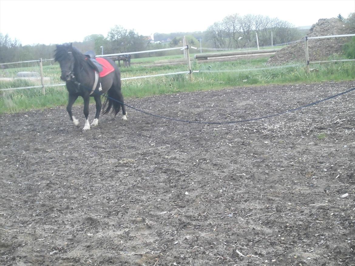 Islænder Bakkebo´s Ronja Røverdatter RIP?? billede 11