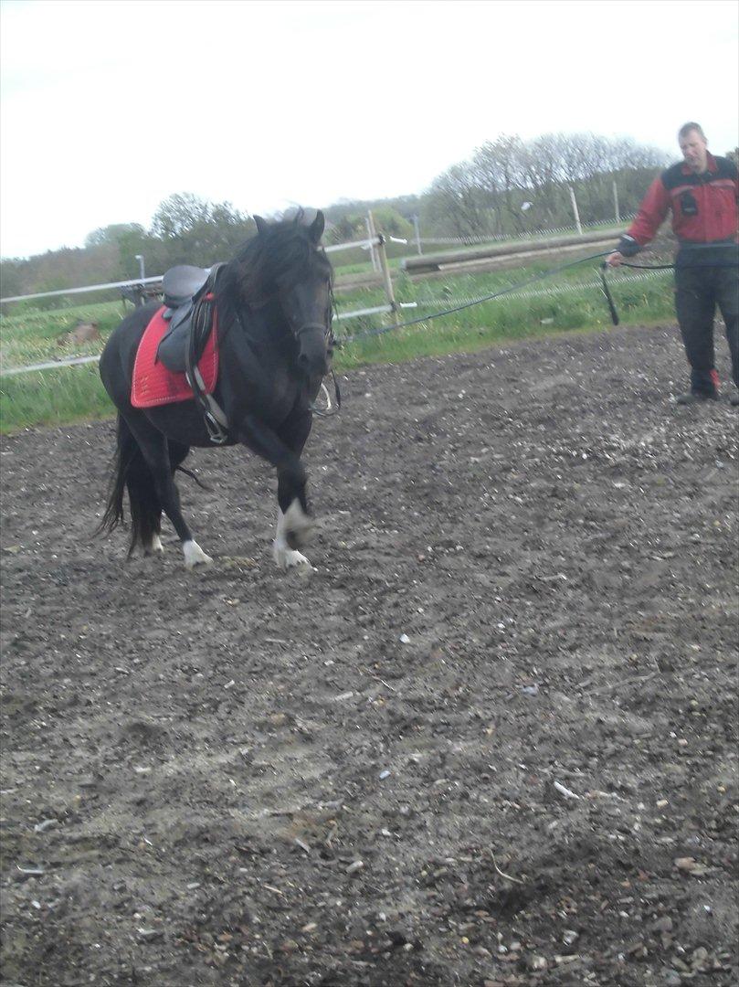 Islænder Bakkebo´s Ronja Røverdatter RIP?? billede 12