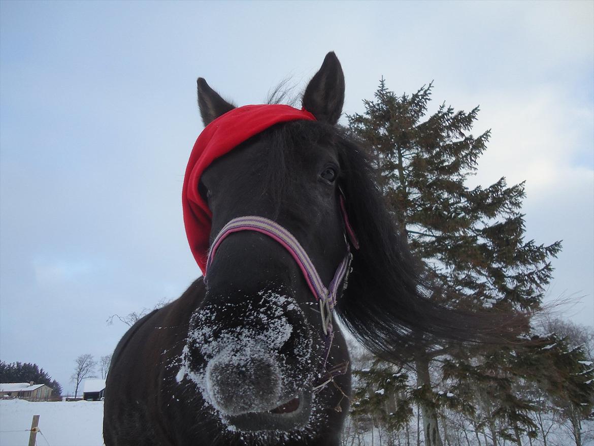 Anden særlig race Nørrelunds Sweetheart - Juletraditionen.. Nissehue! billede 12