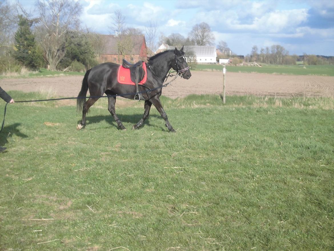 Dansk Varmblod Bakkebo´s Lucky Star billede 2