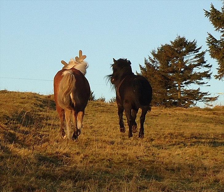 Anden særlig race Nørrelunds Sweetheart - Rider mod solnedgangen.. ;) billede 10