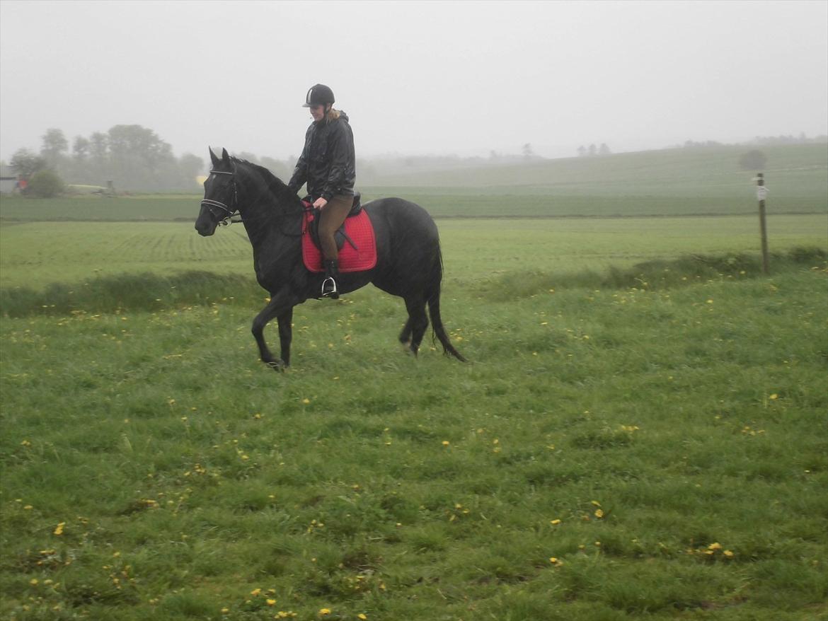 Dansk Varmblod Bakkebo´s Lucky Star billede 4