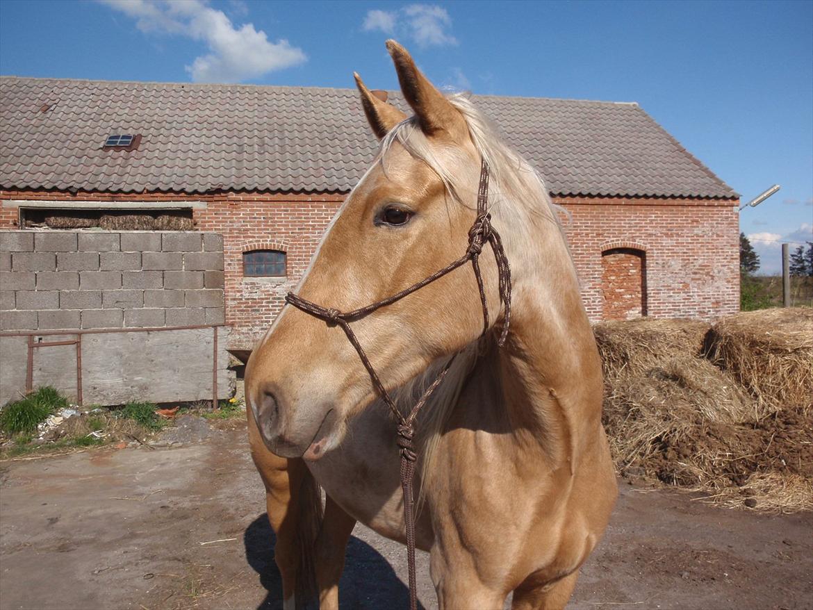 Palomino Lykkegårdens Ashwin billede 9