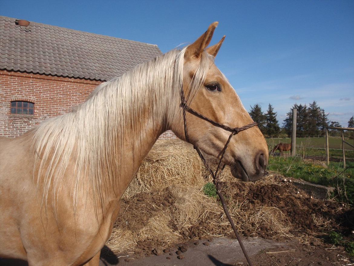 Palomino Lykkegårdens Ashwin billede 11