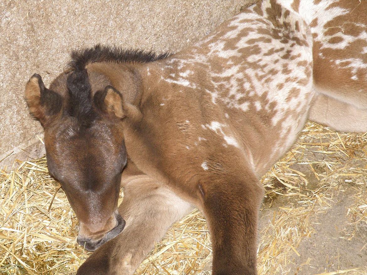 Knabstrupper Friis' Phoebe - Sover rigtig godt :o) billede 6