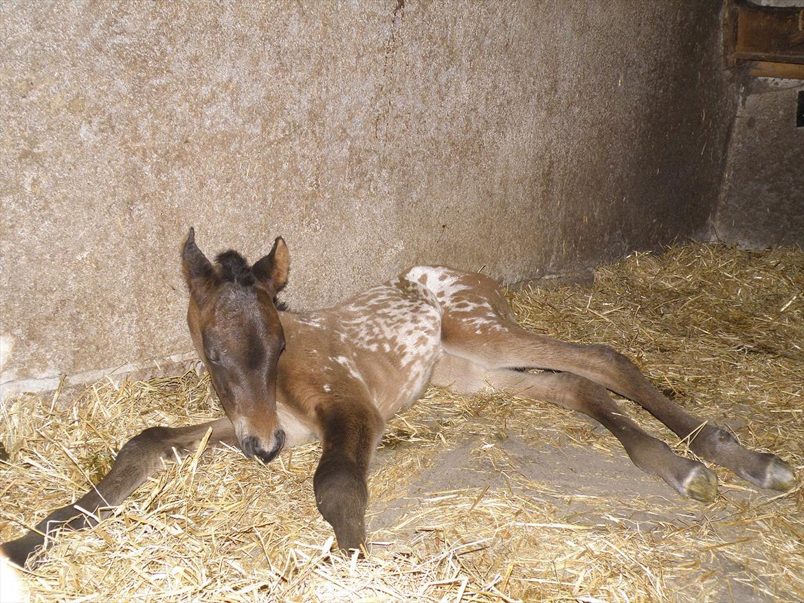 Knabstrupper Friis' Phoebe billede 8