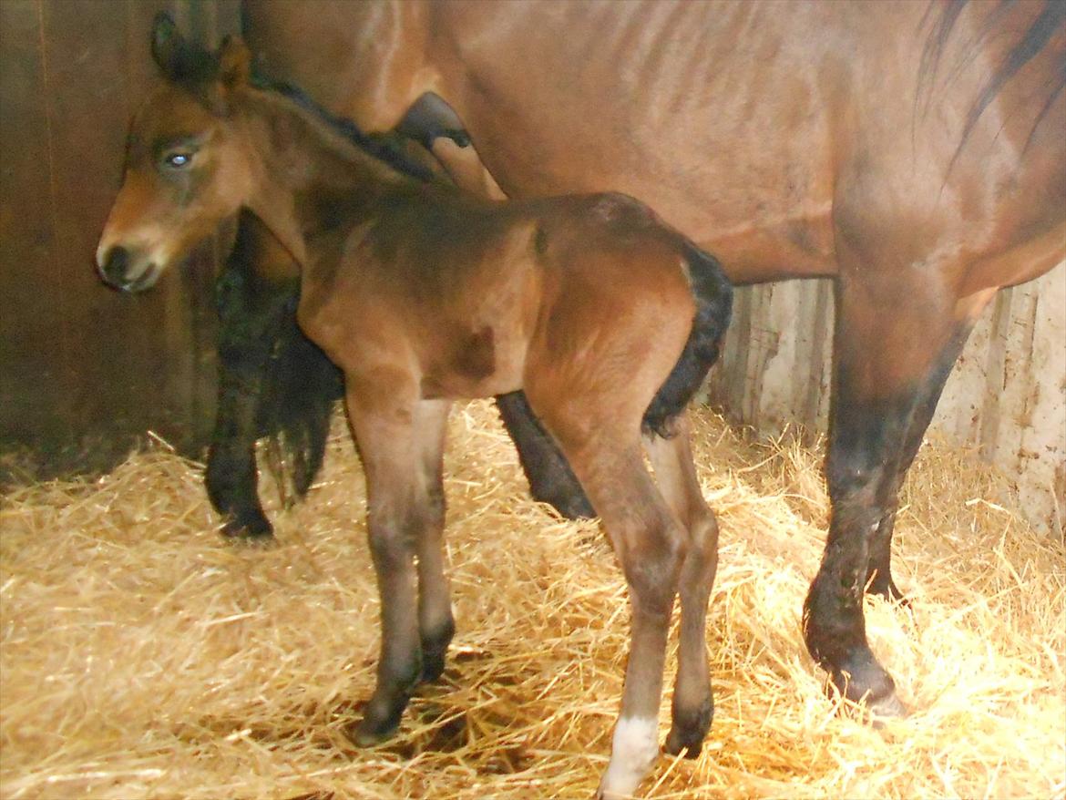Anden særlig race Fibiger's Laszló billede 2