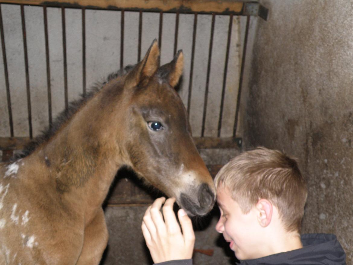 Knabstrupper Friis' Phoebe billede 9