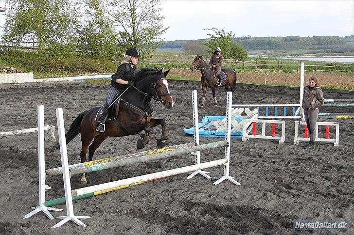 Hollandsk Sportspony Arianne - springtræning på lille pony <3

taget af Emma billede 4