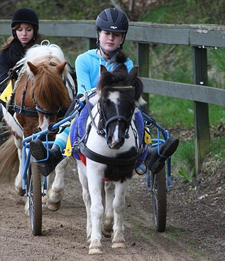 Shetlænder Haagenbjerg's Sif billede 1