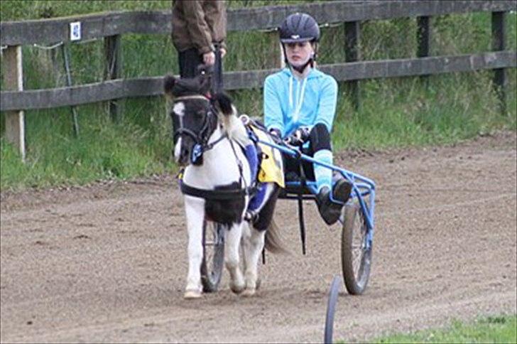 Shetlænder Haagenbjerg's Sif billede 3