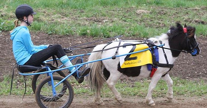 Shetlænder Haagenbjerg's Sif billede 5