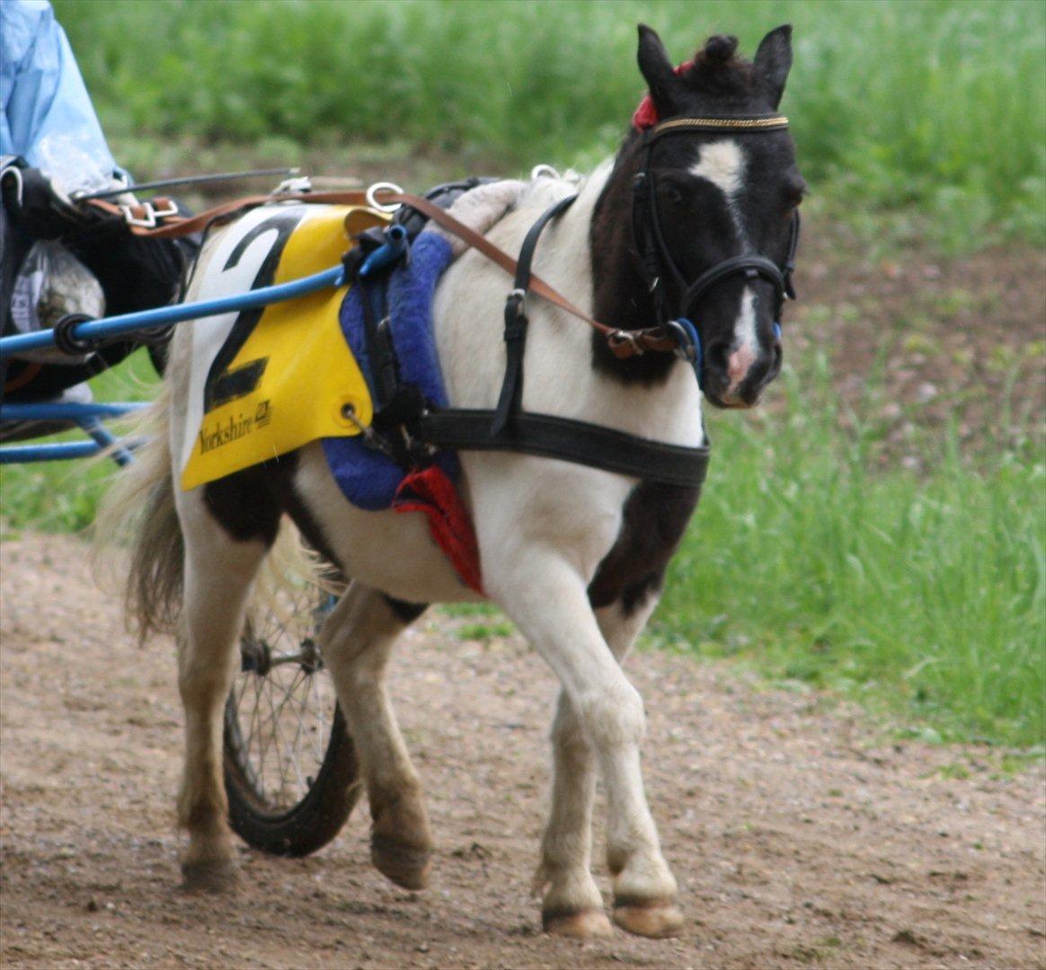 Shetlænder Haagenbjerg's Sif billede 7