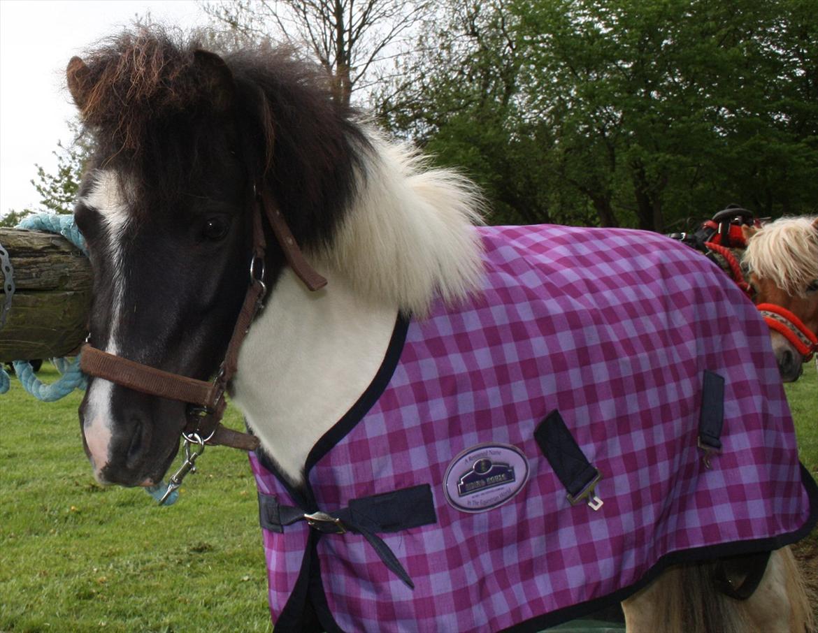 Shetlænder Haagenbjerg's Sif billede 8