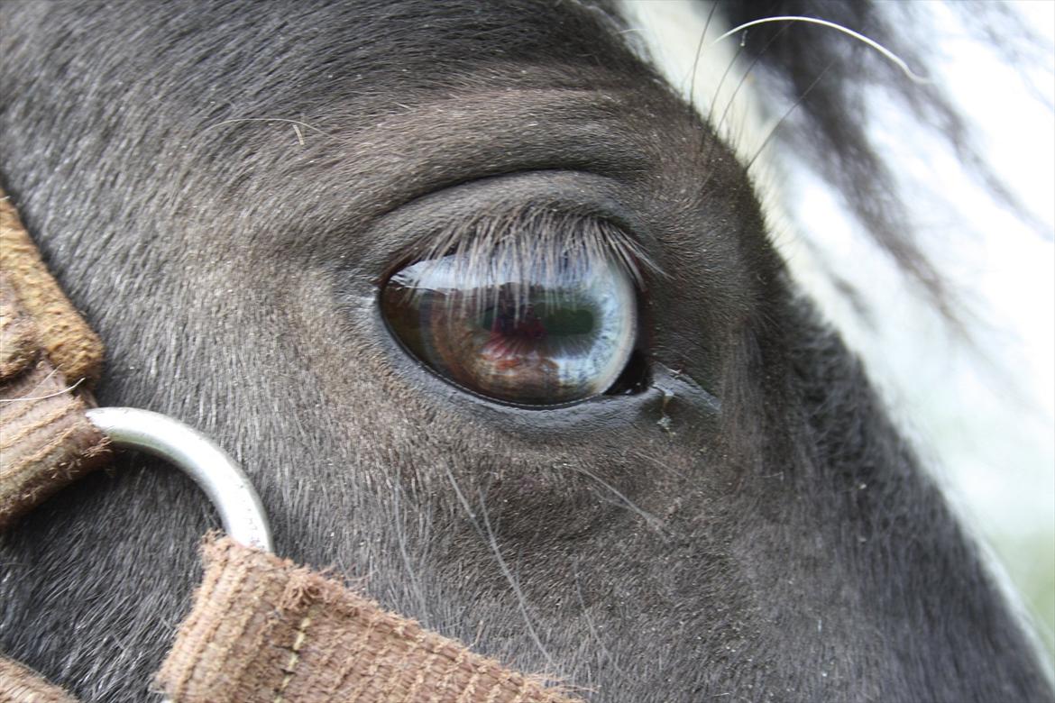 Shetlænder Haagenbjerg's Sif billede 9