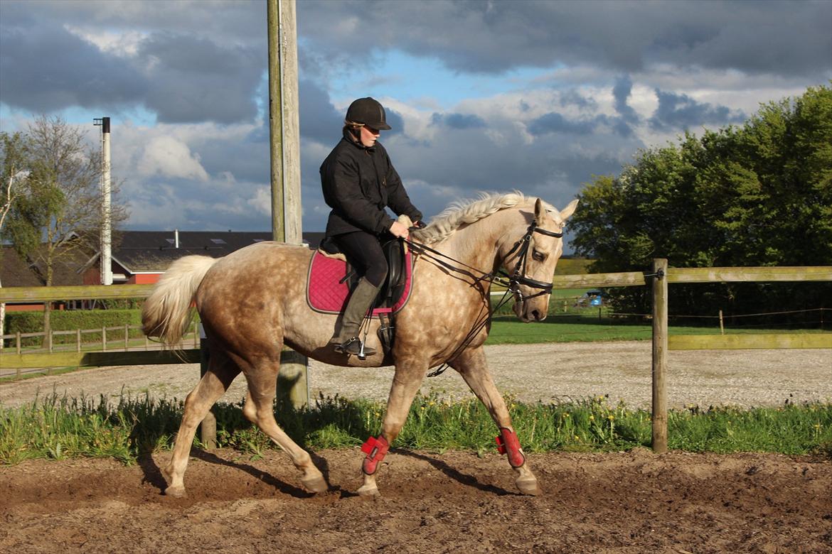 Palomino Frønsen - super dejlig billede :) billede 19