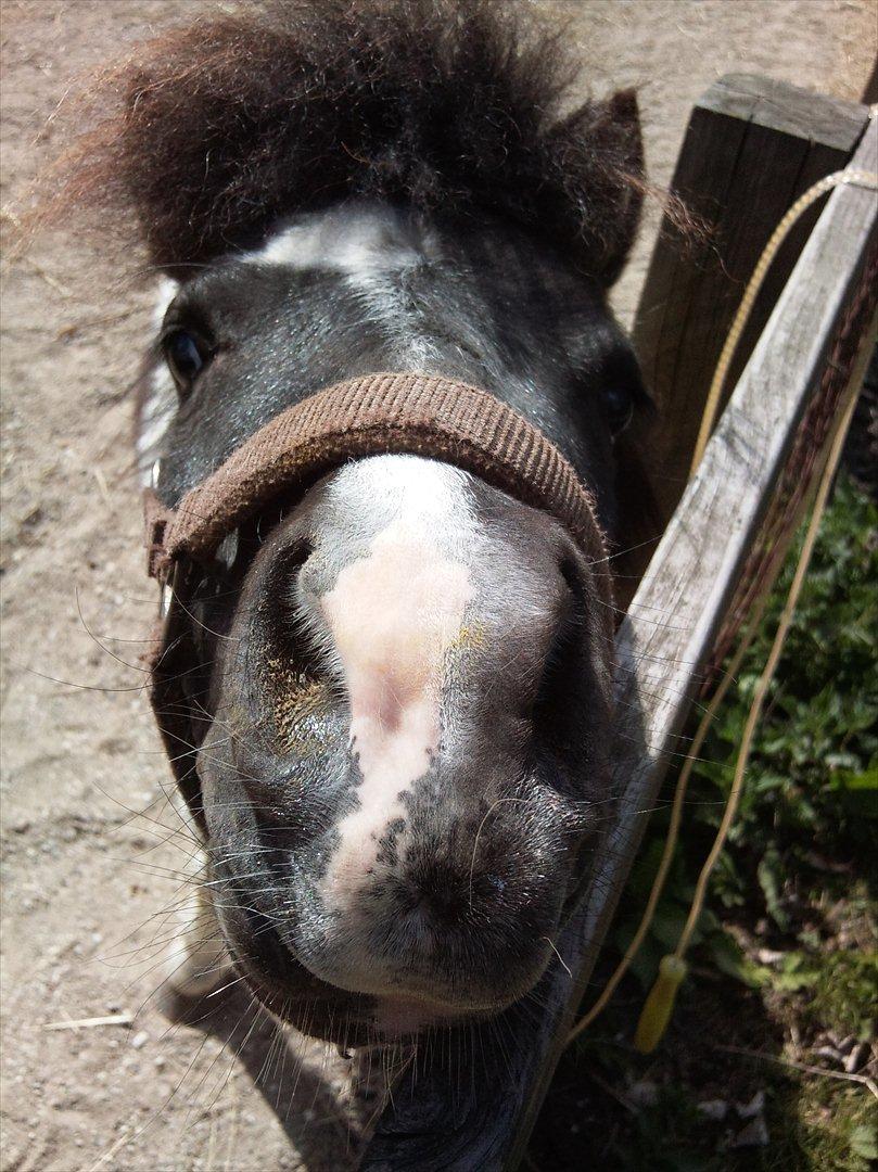 Shetlænder Haagenbjerg's Sif billede 4