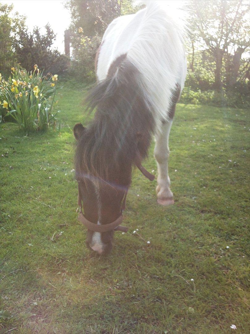 Shetlænder Haagenbjerg's Sif billede 10
