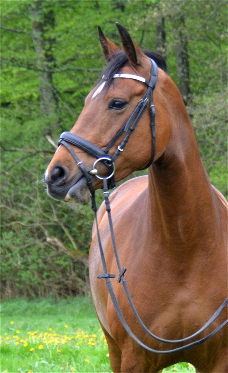 Anden særlig race Mon Cherie - Model billede 2