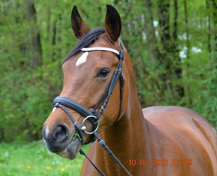 Anden særlig race Mon Cherie - Model billede 1