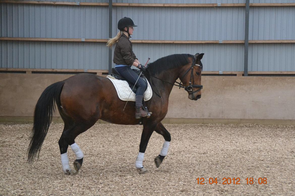 Anden særlig race Mon Cherie billede 5