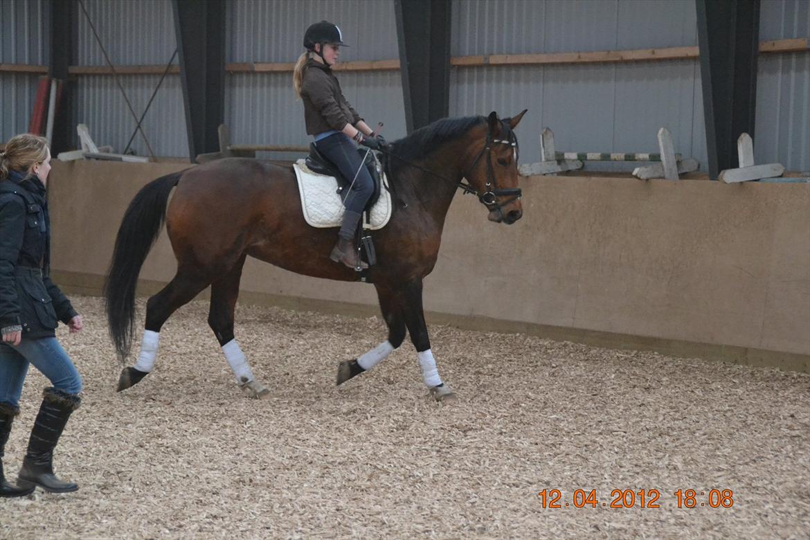 Anden særlig race Mon Cherie billede 9