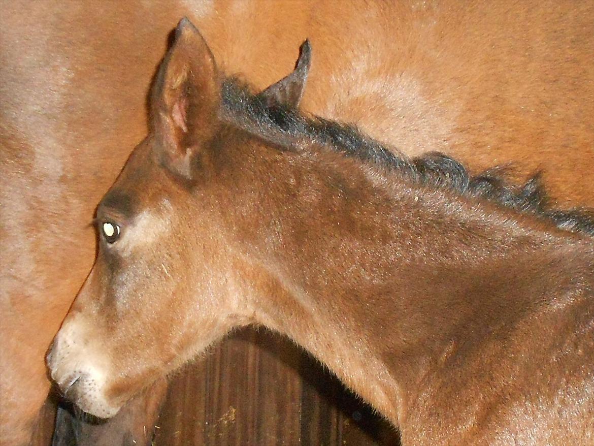 Anden særlig race Fibiger's Laszló - maj 2012 billede 6