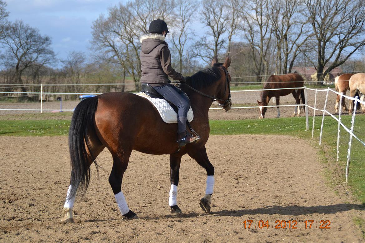 Anden særlig race Mon Cherie billede 10