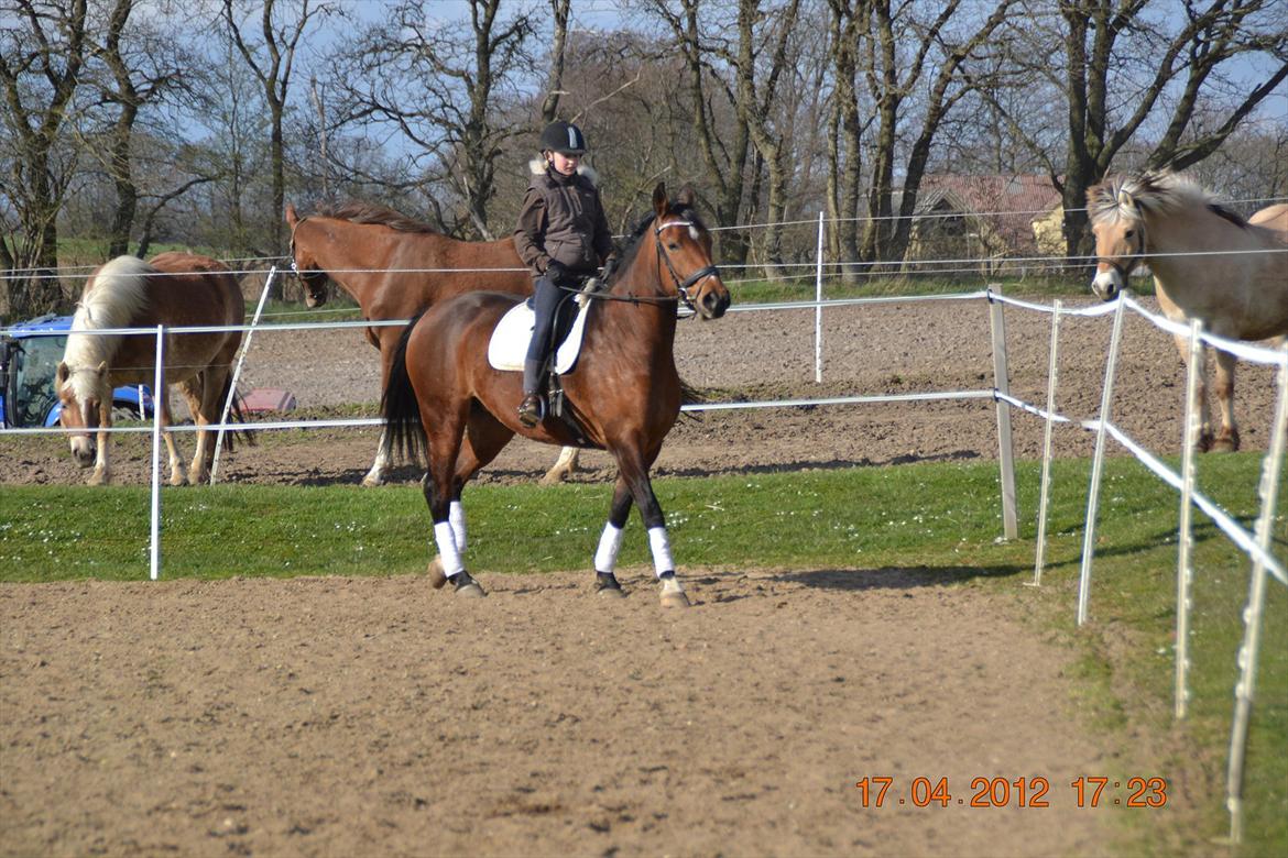 Anden særlig race Mon Cherie billede 11