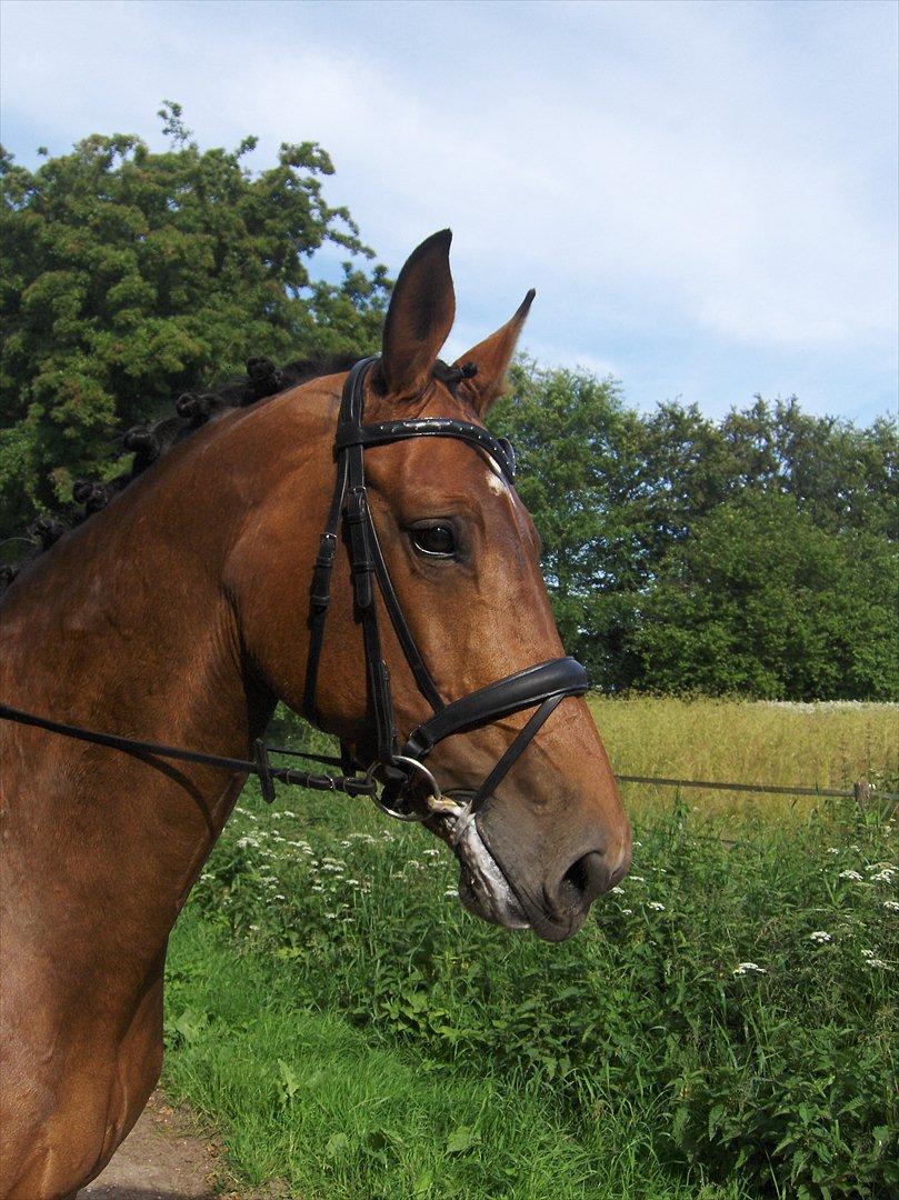 Dansk Varmblod bøgegårdens castella billede 10