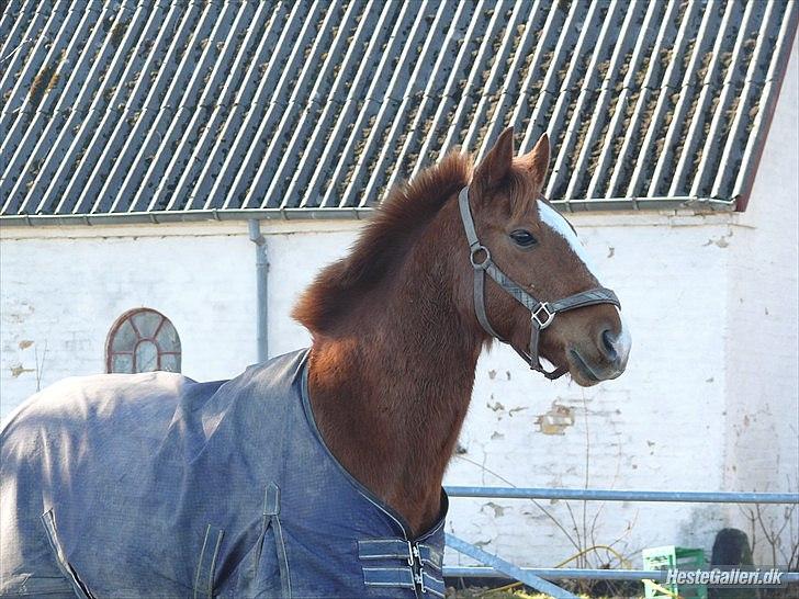 Anden særlig race Ravnsagergaards Torino - Foto: Helena med hendes kamera billede 18