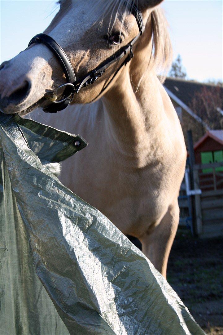 Palomino Golden candy - 22/10-2011. ”Det er ikke svært at finde en der kan få dig til at smile, det er ikke svært at finde en der kan få dig til at græde. Kunsten er at finde en, der kan få dig til at smile med tårer i øjnene." billede 12