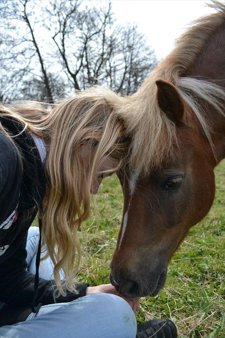 Anden særlig race Ludwig Star - 12) Min pony betyder alt! <3 billede 12