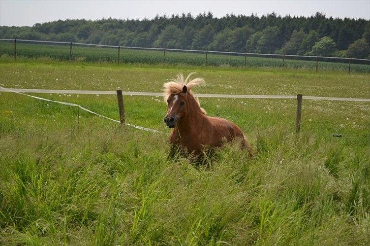 Anden særlig race Ludwig Star - 3) Så langt inde i mit hjerte, plantede du et træ. Så rigtigt og så inderligt vokser det hver dag. billede 3