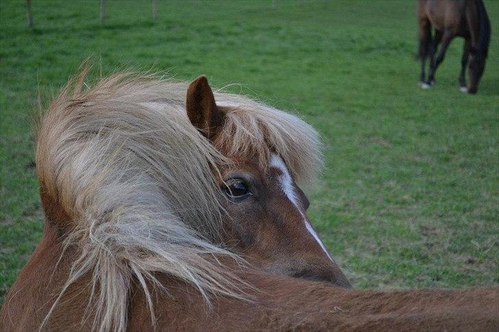 Anden særlig race Ludwig Star - 10) I love you. Not for what you are or what you do, but for what I am, when I'm with you. billede 10