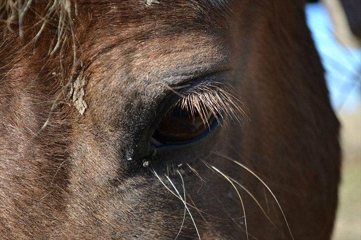 Anden særlig race Ludwig Star - 11) Varmen fra en anden persons øjne, kan få isen til at smelte billede 11