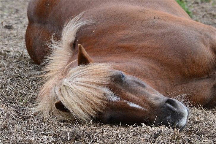 Anden særlig race Ludwig Star - 19) Det der betyder allermest, kan man ikke se og rør ved.. Det skal føles i hjertet.... <3 billede 19