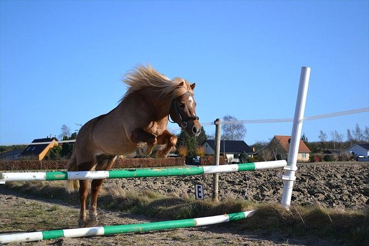 Anden særlig race Ludwig Star - 20) Livet handler ikke om at finde en man kan leve med, men at finde en man ikke kan leve uden. billede 20