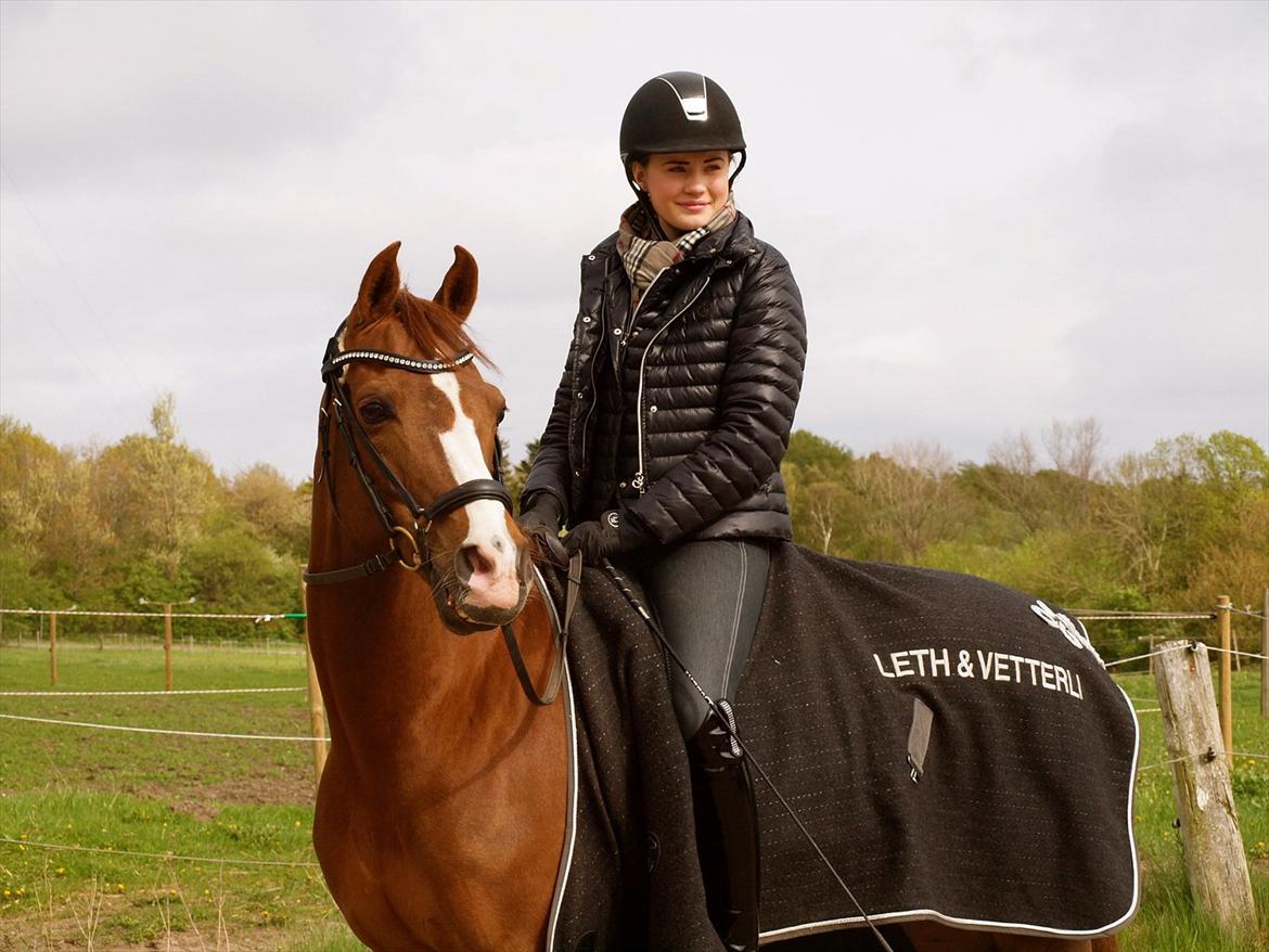 DSP Zendro A-PONY billede 7