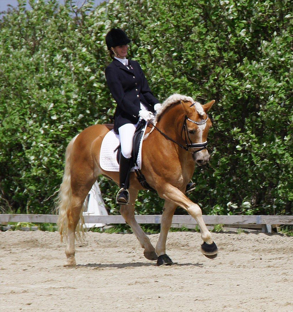 Haflinger STACHUS - Sydkyskmesterskab for Haflinger LA3-A til 65,52& og blev nummer 3.
Stachus var rigtig frisk, og var meget påvirket af blæsevejret, det gik meget bedre end forventet efter de 2 måneders pause.  billede 7